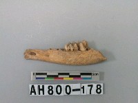 藏品(獸下顎骨)的圖片